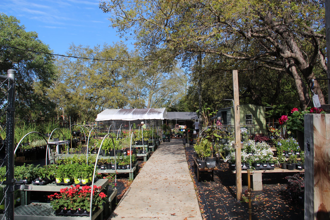 2015 Plant And Art Sale Nature Coast Botanical Gardens And Nursery